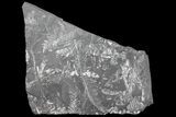 Wide Fossil Seed Fern Plate - Pennsylvania #76924-1
